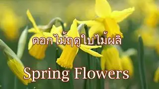 Spring Flowers 🌸 🌼/ดอกไม้ฤดูใบไม้ผลิสวยๆ