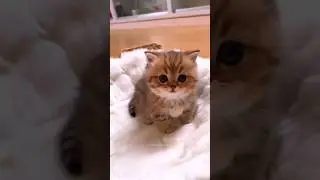 aww so cute kitten 🥰💝
