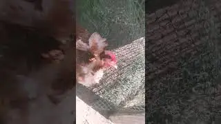 як мае дамы!?