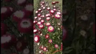 Астры в саду.