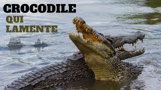 Bruit Crocodile (Bruit de Crocodile) CROCODILE qui LAMENTE