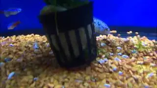 pECES3x2
