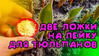 ONE SUCH FEEDING AND LEGENDS WILL BE MADE AND SONGS WILL BE SINGED ABOUT YOUR TULIPS