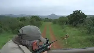 Wild Dog Shot with anaesthesia Injection | Funny to Watch