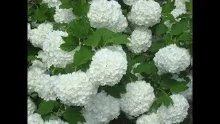 Калина Бульдонеж