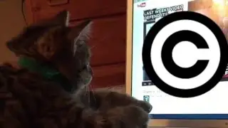 The Zaniest Cat in Portland, HALIEWA!- KV