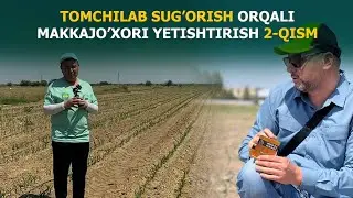 Томчилаб суғориш орқали Маккажўхори етиштириш 2-қисми