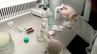 Разбивка музейной культуры электрогенной бактерии  Shewanella oneidensis MR 1