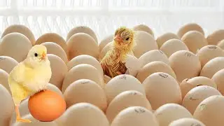 Process incubating chicken eggs with modern automatic machines - The latest breeding method
