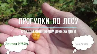 Прогулки по лесу. День за днем с дедом Многовед. 7 июля 2024г. Эпизод 824.