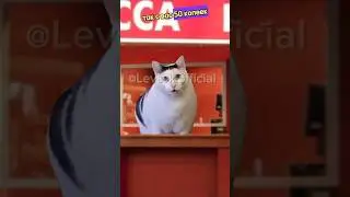 Гигантские цены😱#хочуврек#котики#футажи#shorts Автор звука:@kikkadim
