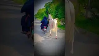 Zuljinah  Nawab Badshah faisalabad 
