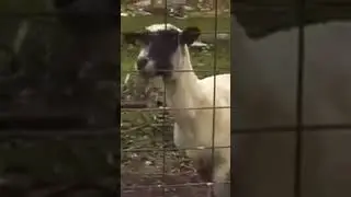 Коза кричит как человек