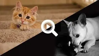 10 КРУТЫХ ВЕЩЕЙ ДЛЯ КОШЕК И СОБАК НА ALIEXPRESS