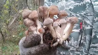 Мицелий осенних опят.