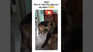 Help!Any suggestions? 😂😂I m tired of buying new slippers. #viral #youtubeshorts #doglover #dog #cute