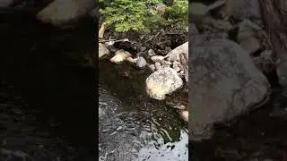 FISHING SMALL MOUNTAIN CREEK FOR BROOK TROUT