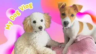 Toy Poodle and Jack Russell Terrier playing together!