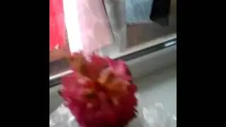 факти про геацинт