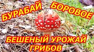 Боровое Сказочно красивые места Казахстана
