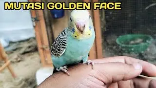 Ternak Parkit...!!! Seperti ini Parkit Golden Face Mutasi Parkit Kekinian