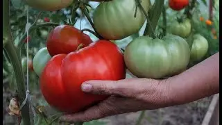 594.КУСТЫ БУДУТ ЗАЛЕПЛЕНЫ ПОМИДОРАМИ. пОВЫШАЕМ УРОЖАЙНОСТЬ ТОМАТОВ,