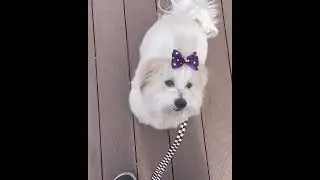 🐶 Adorable Puppy’s First Day at Doggy Daycare! 🏫🐾