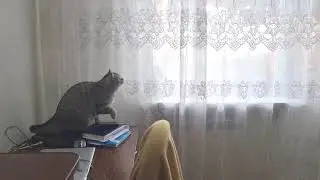 Грустный Кот ДИМЫ Крутого Бравлира