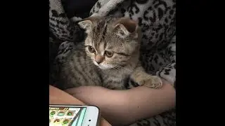 Оула играет с картонкой.