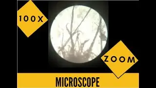 Телефон + микроскоп. Microscope and smartphone. Video with microscope.
