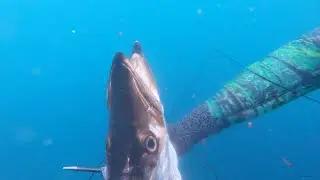 chasse sous marine côte d'azur 2023