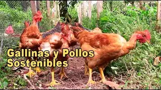 Gallinas y Pollos Sostenibles