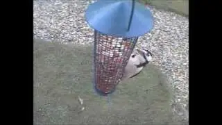 Feeder cam