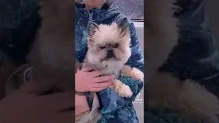 Як привчити собаку гарно позувати для фото і відео?