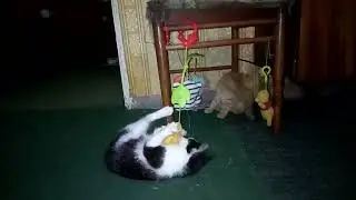 Играют.