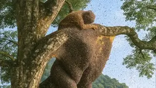 BEE SWARM ATTACK: Climbing the tallest tree for wild honey harvest