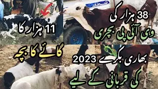 2023 KI QURBANI KE LIYE VIP HEAVY BAKRAY OR 11 HAZAR KA COW KA BACHA 