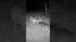 #deerhunt #bowhuntingwhitetails #hunting #whitetailhunt #whitetail #bowhunting #ytshorts #shorts