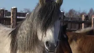На Нерицу