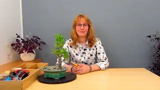 Бонсай из крассулы вариант 2 (ч.3).
