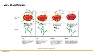 Blood Physiology Part 2
