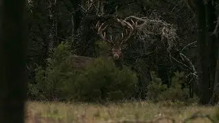Parsons Whitetail Ranch | Filmed on the Canon C70 | Shutter Film Studios
