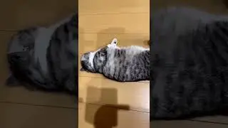 кошка КОМАРУ выполняет трюки и мяукает чтоб ты подписался 