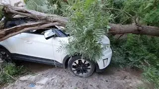 Дерево обрушилось на машину