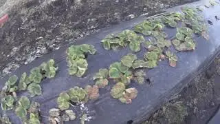 Старт клубники первая обработка на улице (1 серия)