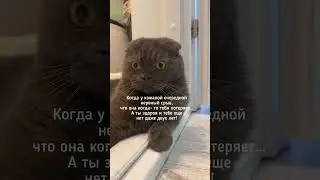 Не понял 🤨 🐈‍⬛ #cat #котик #кот #китик #вислоухий #мем #шотландец #котики #смешныеживотные