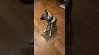 Dukes journey 5 month old Czech German shepherd.