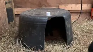 Baby goats warming hut
