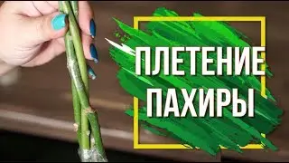 Плетение Пахиры ✔️ Как Правильно Плести Пахиру Акватику ✔️ Пахира Домашняя