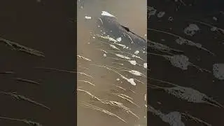 Fish in the ditches miles away from Creek, due to Flooding